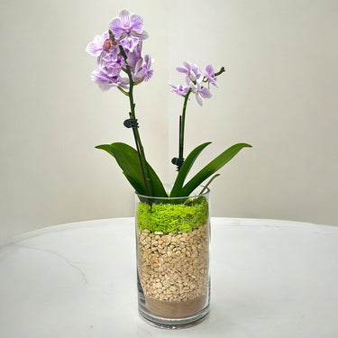 Mini Phalaenopsis arrangement in Vase